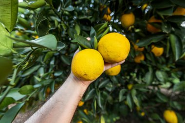 Ağaçta portakal meyvesi tutan bir el.