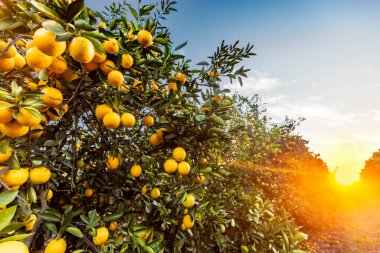Güneşli bir günde portakal ağacı fidanı.