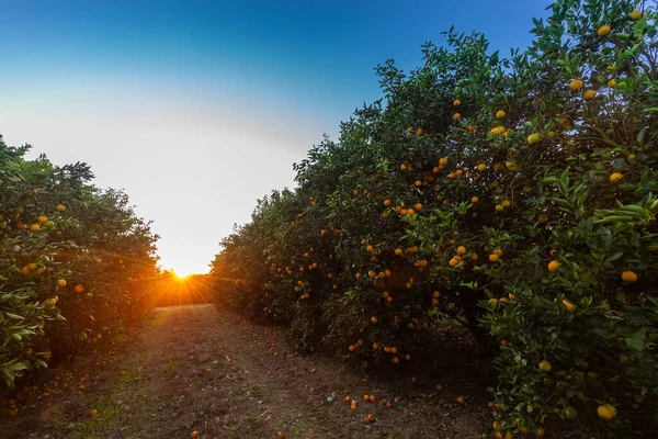 Oranžová Plantáž Stromů Slunečného Dne — Stock fotografie