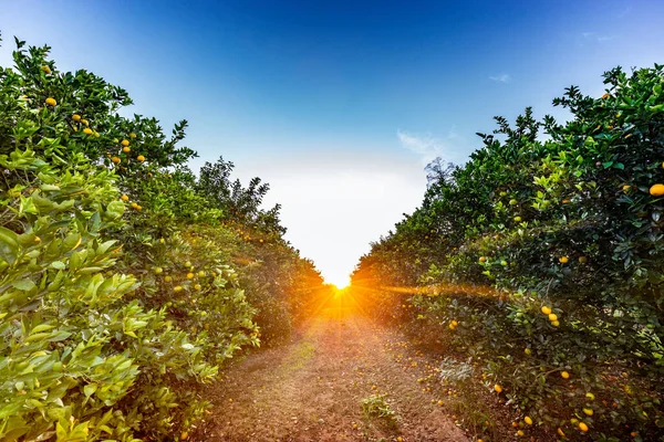 Oranžová Plantáž Stromů Slunečného Dne — Stock fotografie