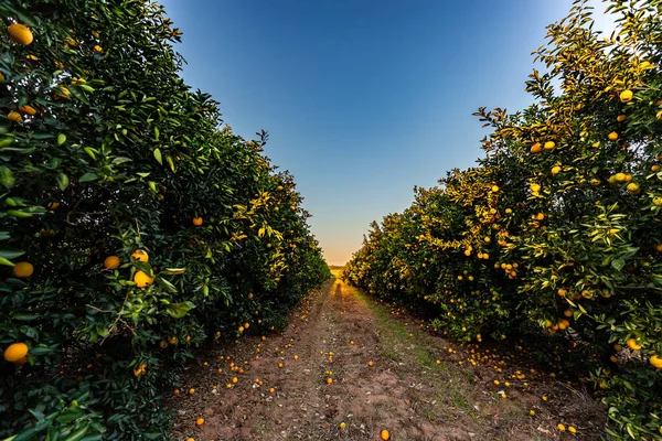 Oranžová Plantáž Stromů Slunečného Dne — Stock fotografie