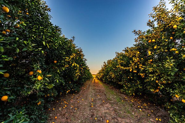 Orange tree plantation in a sunny day.