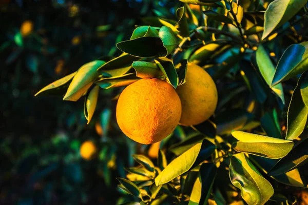 Narancs Gyümölcs Egy Fán — Stock Fotó