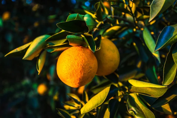 Apelsinfrukter Ett Träd — Stockfoto