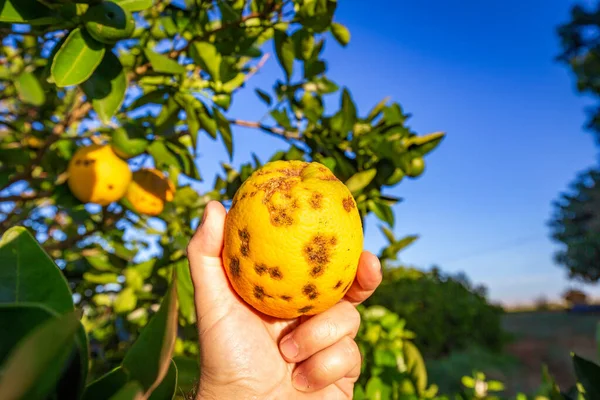 Pomerančovník Plísňovými Chorobami — Stock fotografie