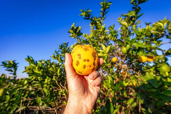 Laranjeira Com Doenças Fúngicas — Fotografia de Stock