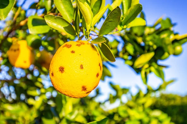 Naranjo Con Enfermedades Fúngicas — Foto de Stock