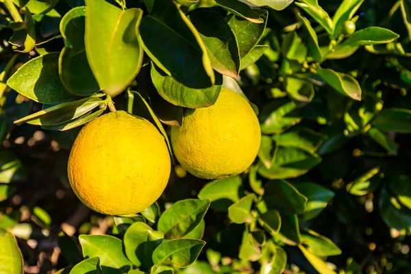 Frutos Naranja Árbol — Foto de Stock