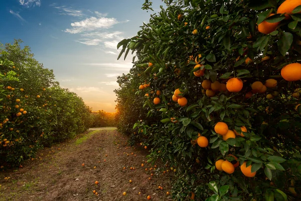 Orange grove Stock Photos, Royalty Free Orange grove Images | Depositphotos