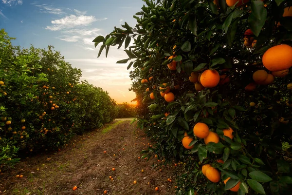 Φυτεία Πορτοκαλιάς Μια Ηλιόλουστη Μέρα Εικόνα Αρχείου