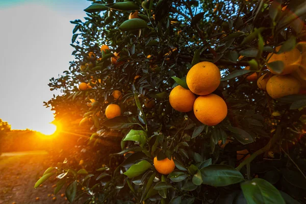 Φυτεία Πορτοκαλιάς Μια Ηλιόλουστη Μέρα Royalty Free Εικόνες Αρχείου