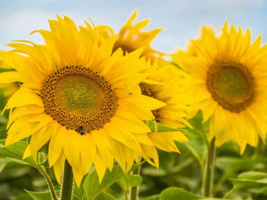 Plana büyük mavi gökyüzü nün arka planına karşı ayçiçeği.