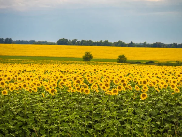 Mavi gökyüzünün arka planına karşı bir ayçiçeği tarlası.