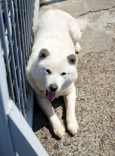 Beyaz Shiba Inu Köpek — Stok fotoğraf