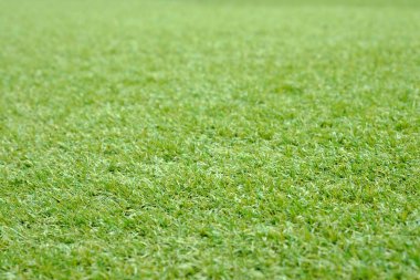 Yeşil çim arka plan, yeşil doku