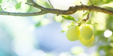 Şeftali arka plan yeşil, doğa ve sağlıklı yaşam keşfedin