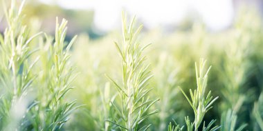 biberiye bitki yeşil bitki yaprakları 