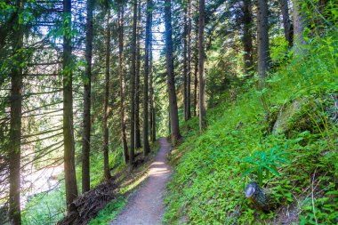 İtalyan Alpleri manzara, orman ağaçlar ve bitki örtüsü