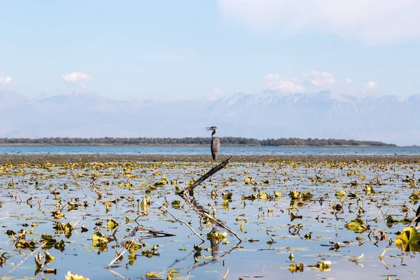 Reserva Natural Lago Skadar Albânia Montenegro Europa — Fotografia de Stock