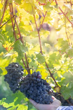 Üzüm sonbahar kırpma sırasında dokunmadan çiftçi