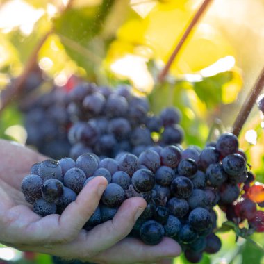 Çok dokunaklı ve üzüm sonbahar kırpma sırasında kontrol çiftçi