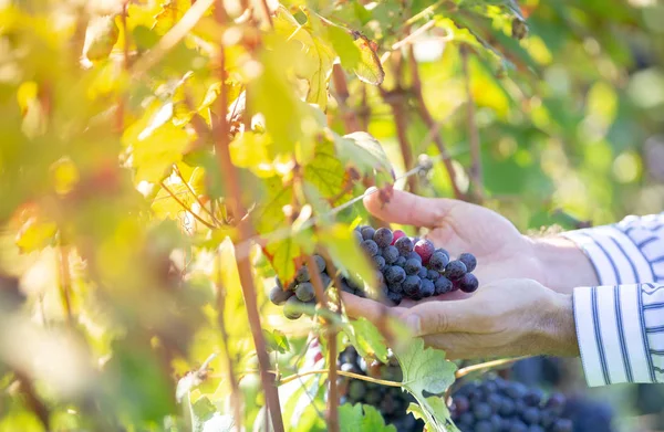 Contadino Toccare Controllare Uva Durante Coltura Autunnale — Foto Stock