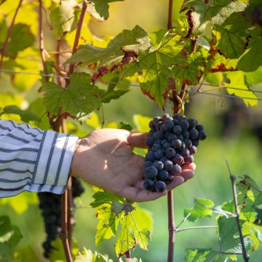 Çok dokunaklı ve üzüm sonbahar kırpma sırasında kontrol çiftçi
