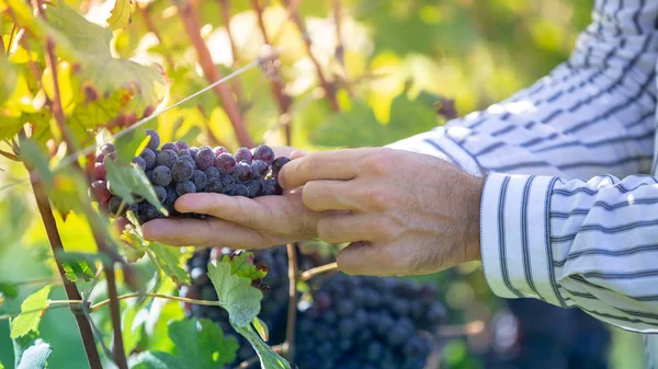 Contadino Toccare Controllare Uva Durante Coltura Autunnale — Foto Stock