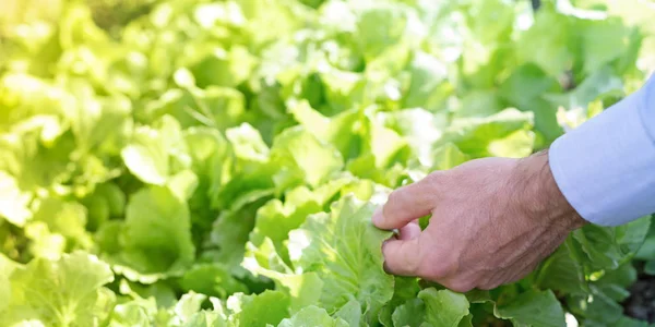 Férfi Kezében Saláta Levél Kert Mezőgazdaság Természetes Termékek Koncepció — Stock Fotó