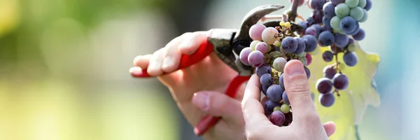 Farmer His Vineyard Checking Cutting His Grapes — Stock Photo, Image
