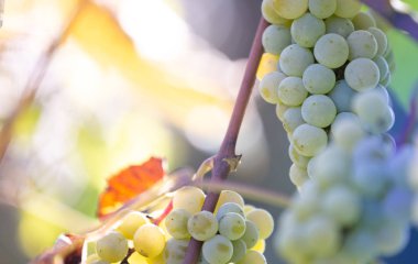 Sonbahar mevsiminde taze tatlı üzüm