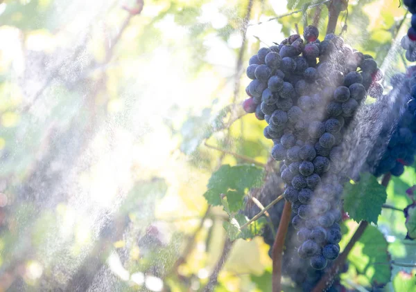 Świeżych Słodkich Winogron Sezonie Jesień — Zdjęcie stockowe
