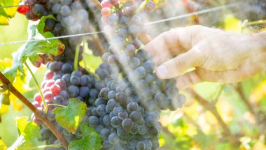 Sonbahar mahsulü boyunca kırmızı üzümlü çiftçi