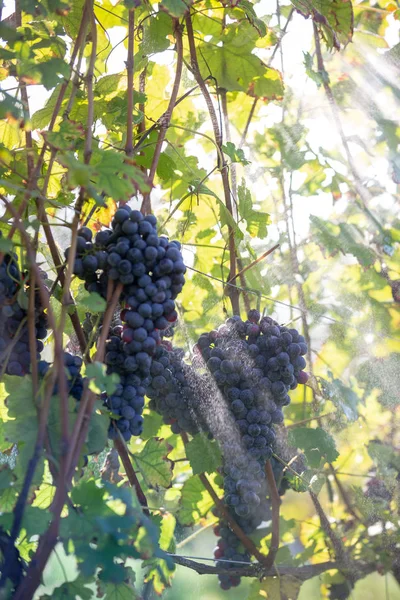 Uvas Tintas Frescas Durante Cosecha Otoño — Foto de Stock