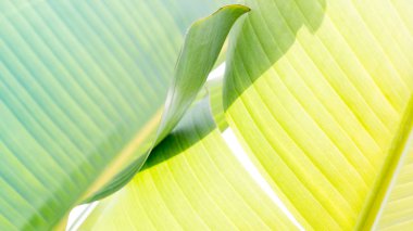 Yeşil yaprakları dokusuna yakın çekim