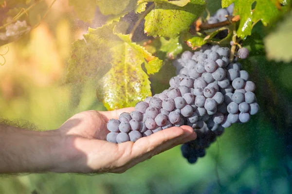 Agricoltore Con Sue Uve Rosse Durante Raccolto Autunnale — Foto Stock