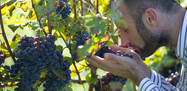 Agricoltore Controllare Sue Uve Rosse Durante Raccolto Autunnale — Foto Stock