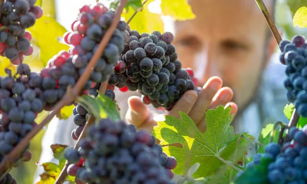 Фермер Перевіряє Червоний Виноград Під Час Осіннього Врожаю — стокове фото