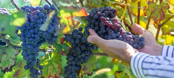 Agricoltore Con Sue Uve Rosse Durante Raccolto Autunnale — Foto Stock