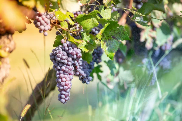 Verse Rode Druiven Tijdens Herfst — Stockfoto