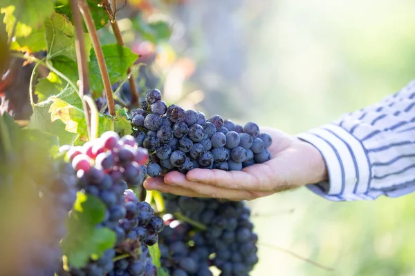 Agricoltore Con Sue Uve Rosse Durante Raccolto Autunnale — Foto Stock