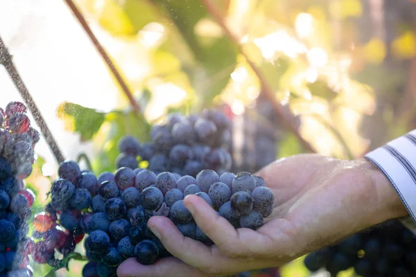 Agricoltore Con Sue Uve Rosse Durante Raccolto Autunnale — Foto Stock