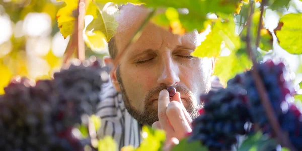农民检查他的红葡萄在秋天的作物 — 图库照片