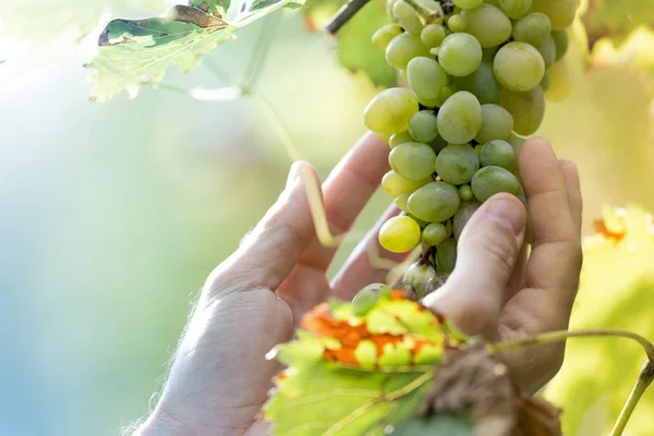 Agricoltore Nella Sua Vigna Che Controlla Protegge Suoi Prodotti — Foto Stock