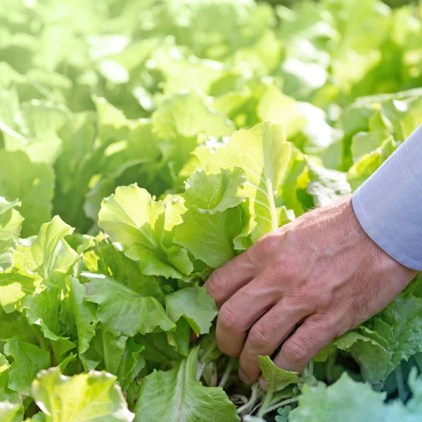 Tarım ve doğal ürünler kavramları