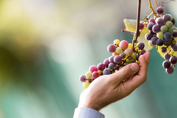 Agricoltore Nella Sua Vigna Che Controlla Protegge Suoi Prodotti — Foto Stock