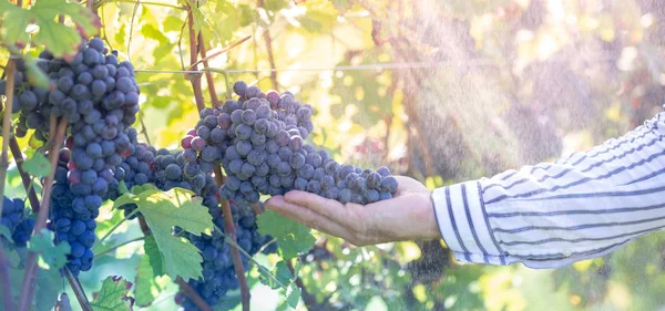 Agricoltore Con Sue Uve Rosse Durante Raccolto Autunnale — Foto Stock