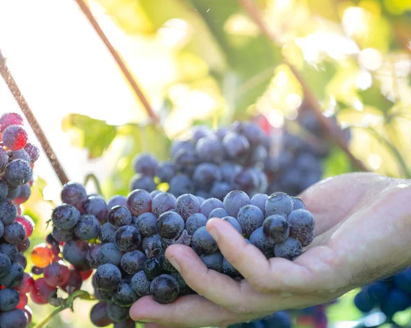 Agricoltore Con Sue Uve Rosse Durante Raccolto Autunnale — Foto Stock