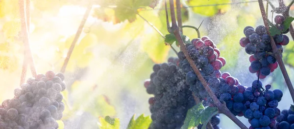 Свіжий червоний виноград під час осінньої культури — стокове фото
