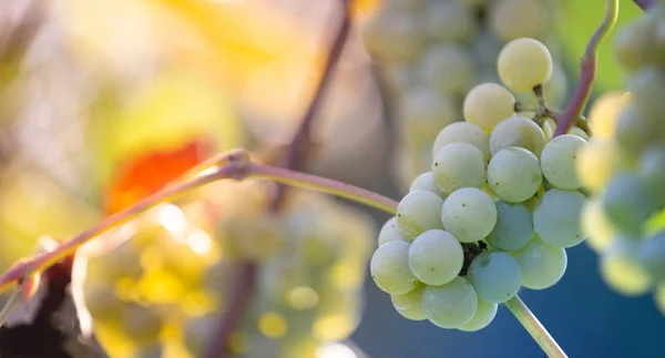 Uve rosse fresche durante il raccolto autunnale — Foto Stock